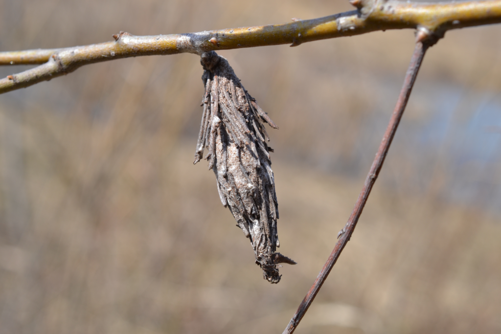 bagworm