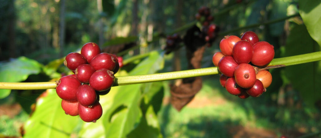 First Encounter with the Tropics: Côte d’Ivoire coffee berries (1)