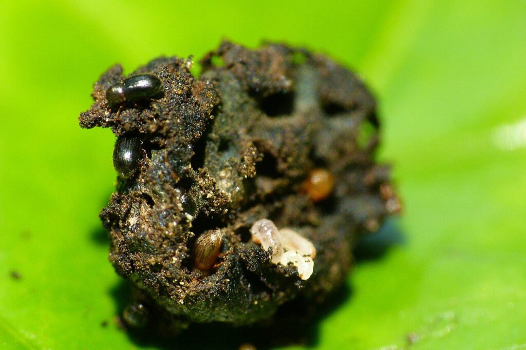First Encounter with the Tropics: Côte d’Ivoire coffee berry borer2