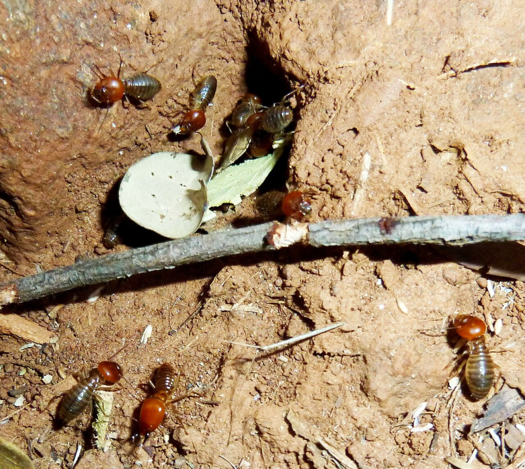 Kenya: safaris and termite research hole termite