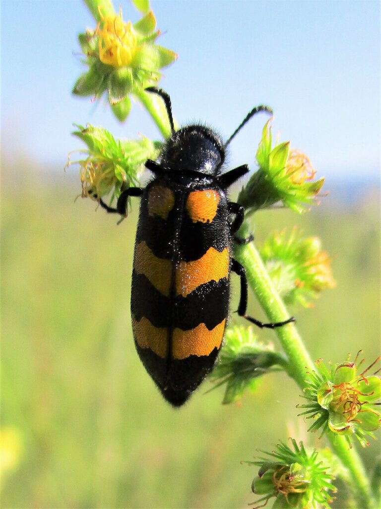 First Encounter with the Tropics: Côte d’Ivoire mylabris variabilis 13