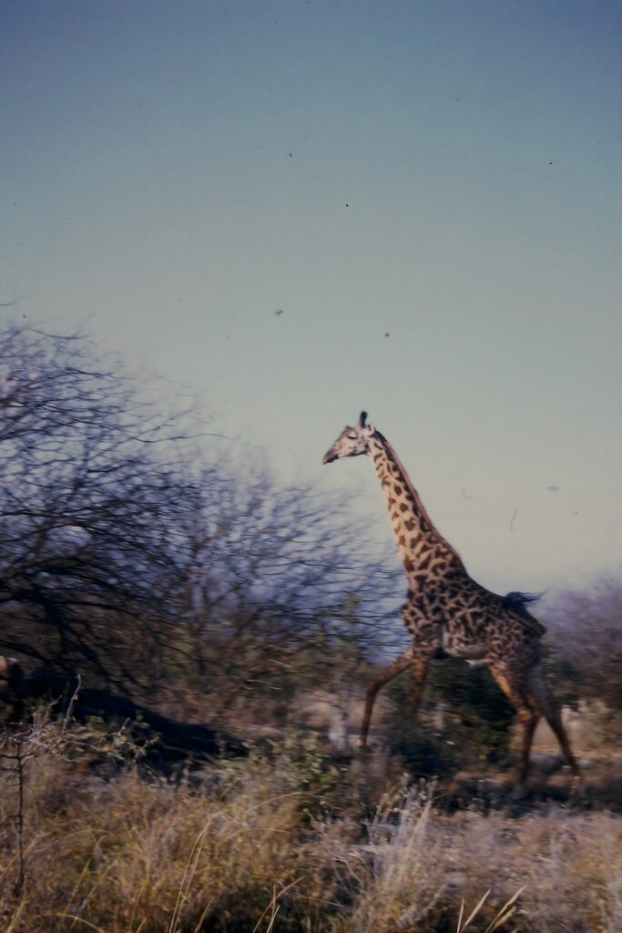 Kenya: safaris and termite research pict0019 nero ai image upscaler photo face