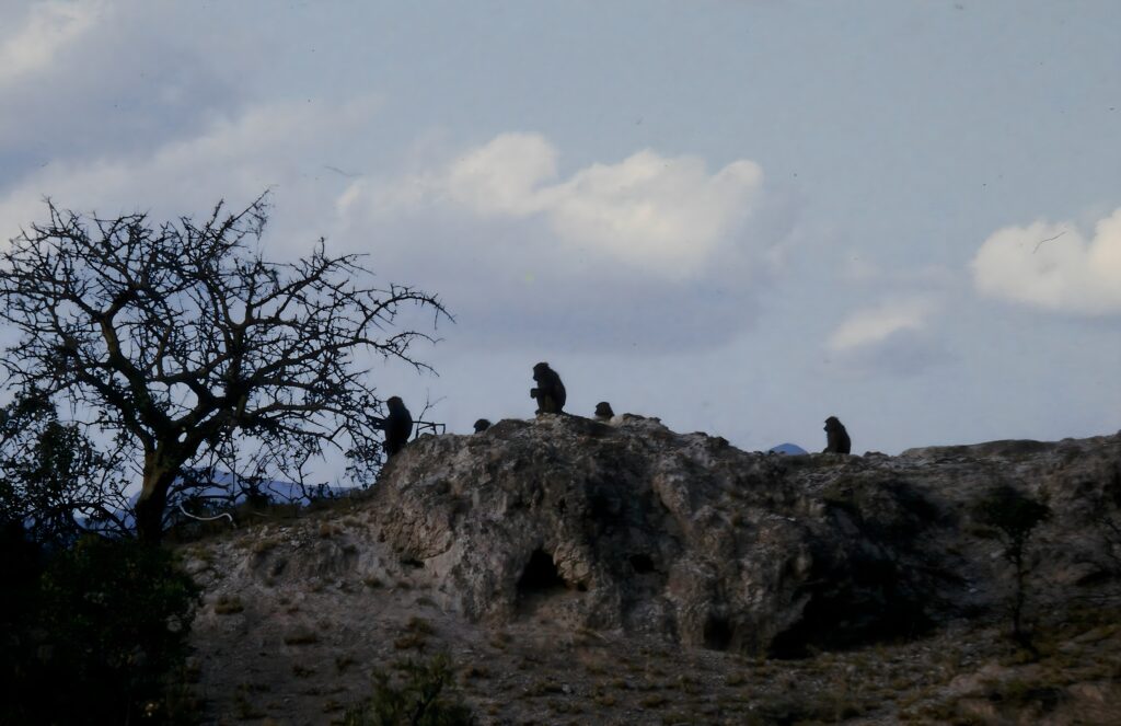 Kenya: safaris and termite research pict0024 nero ai image upscaler photo face