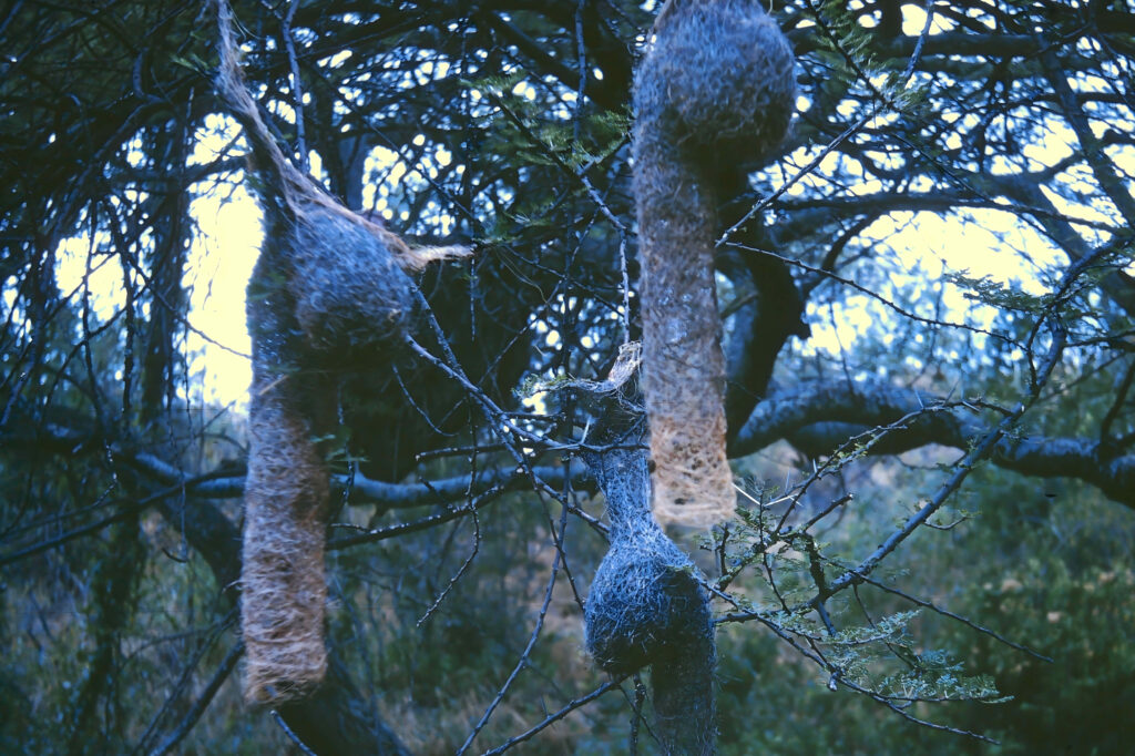 Kenya: safaris and termite research pict0030 nero ai image upscaler photo face compressed