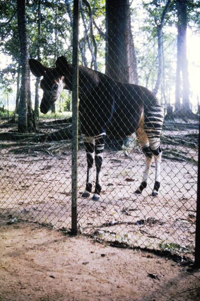 Chapter 2. Hitch hiking 6000 km across Africa exif hdl id 1