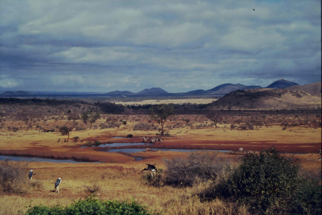Kenya: safaris and termite research pict0119 nero ai image upscaler photo face compressed