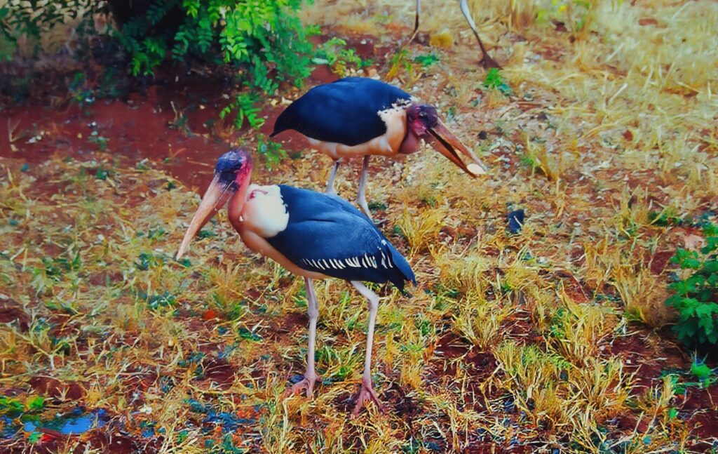 Kenya: safaris and termite research pict0125 nero ai photo restoration descratch colorize fb