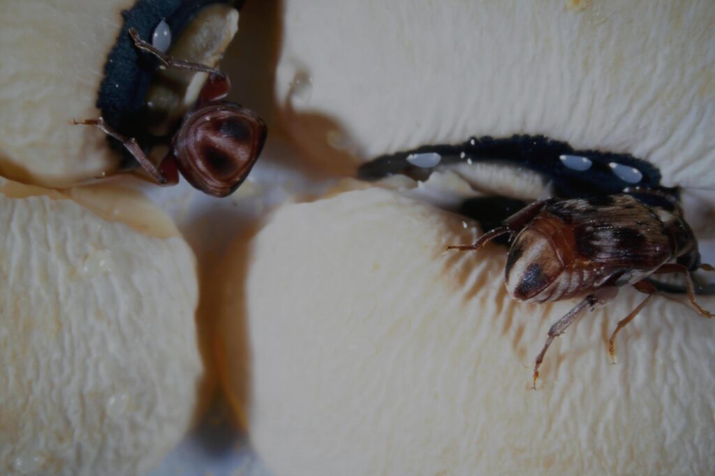 pict0132 nero ai photo restoration descratch colorize fb