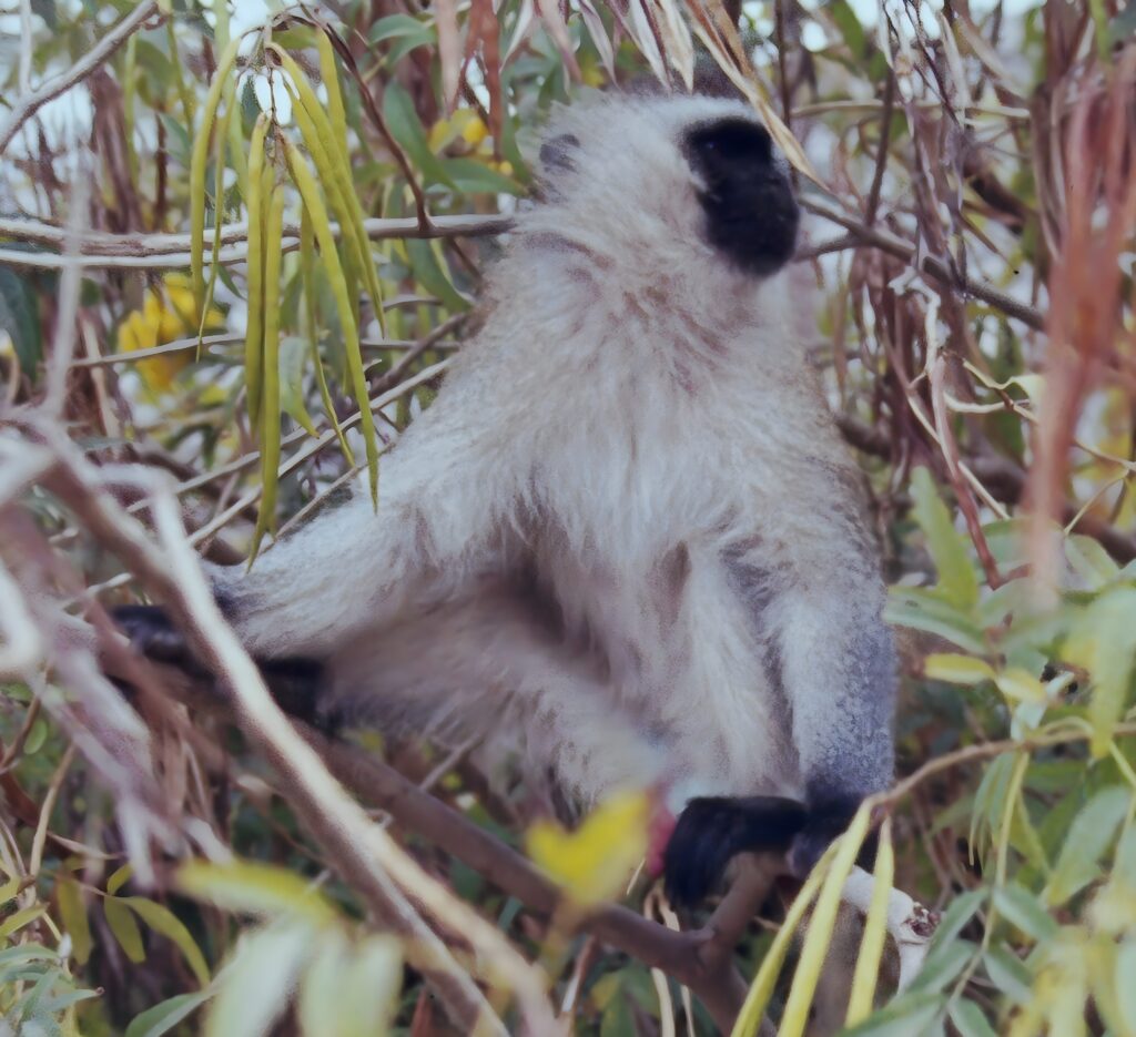 Kenya: safaris and termite research pict0142 nero ai image upscaler photo face
