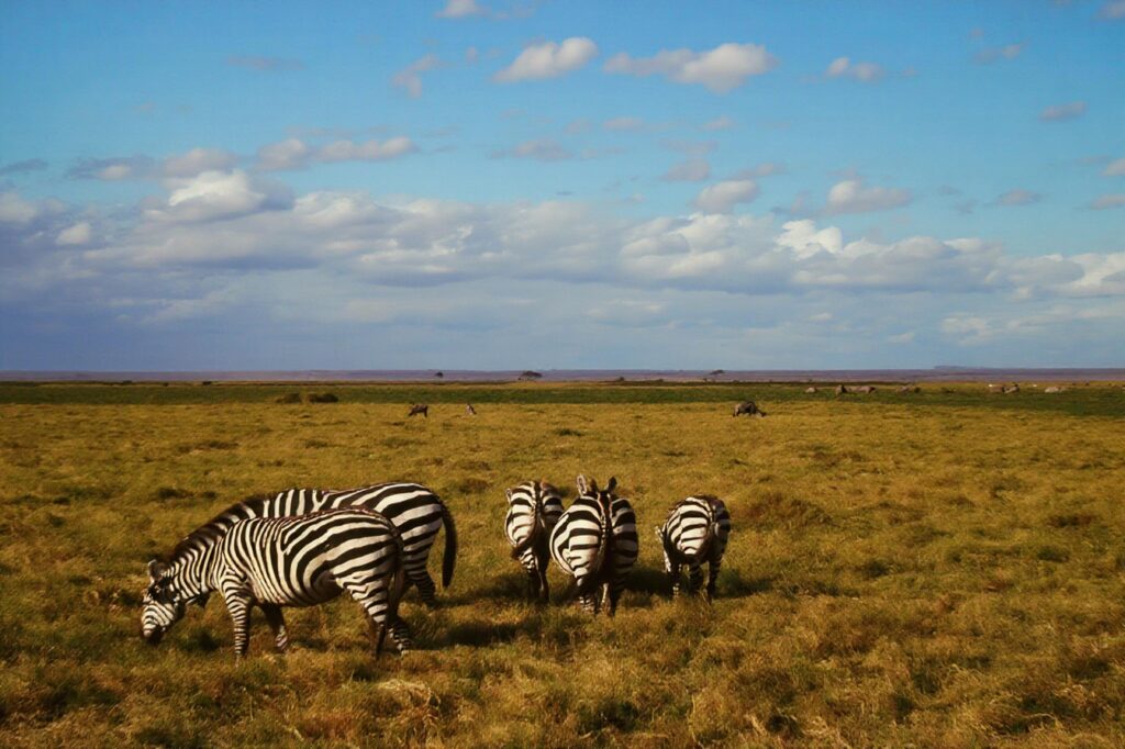 Kenya: safaris and termite research pict0145 nero ai photo restoration descratch colorize fb