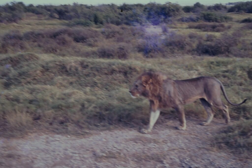 Kenya: safaris and termite research pict0159 nero ai image upscaler photo face