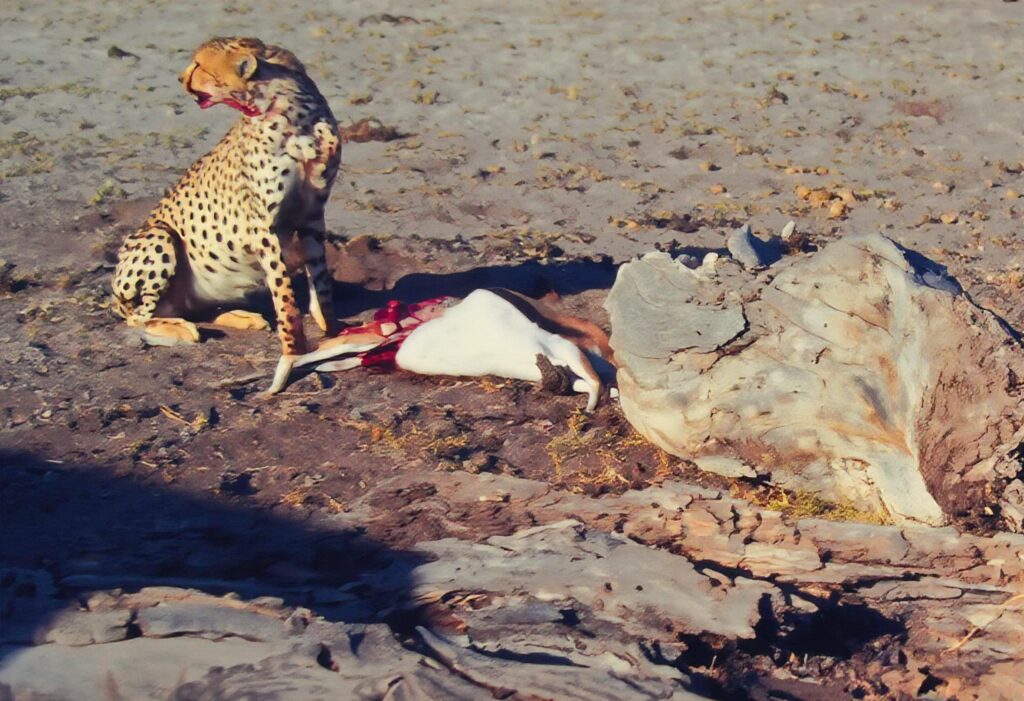 Kenya: safaris and termite research pict0163 nero ai photo restoration descratch colorize fb