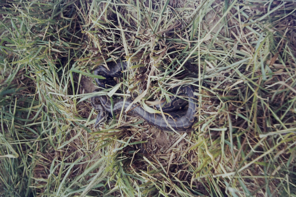 First Encounter with the Tropics: Côte d’Ivoire pict0204 nero ai image upscaler photo face compressed