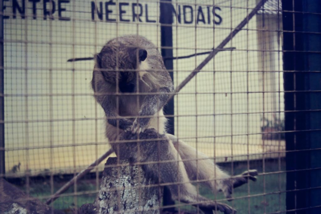 First Encounter with the Tropics: Côte d’Ivoire pict0222 nero ai image upscaler photo face