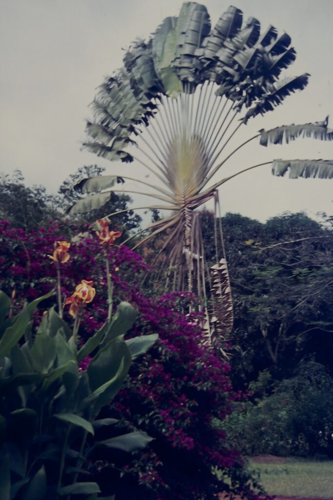First Encounter with the Tropics: Côte d’Ivoire pict0224 nero ai image upscaler photo face