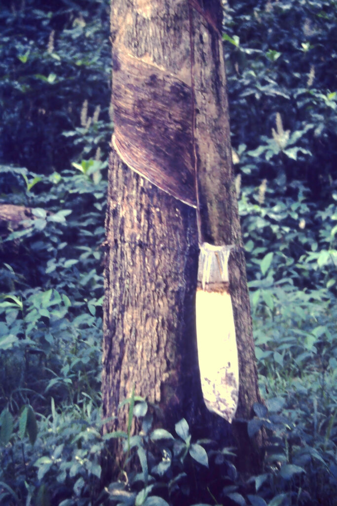 First Encounter with the Tropics: Côte d’Ivoire pict0255 nero ai image upscaler photo face compressed