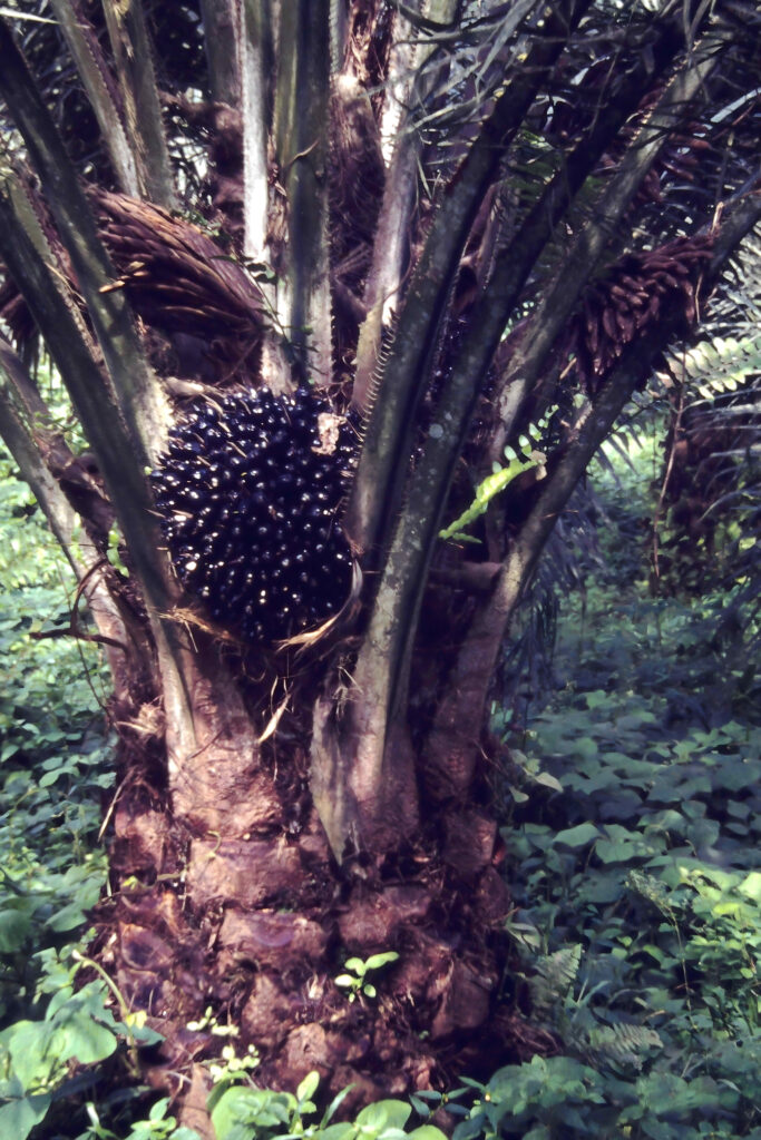 First Encounter with the Tropics: Côte d’Ivoire pict0258 nero ai image upscaler photo face compressed