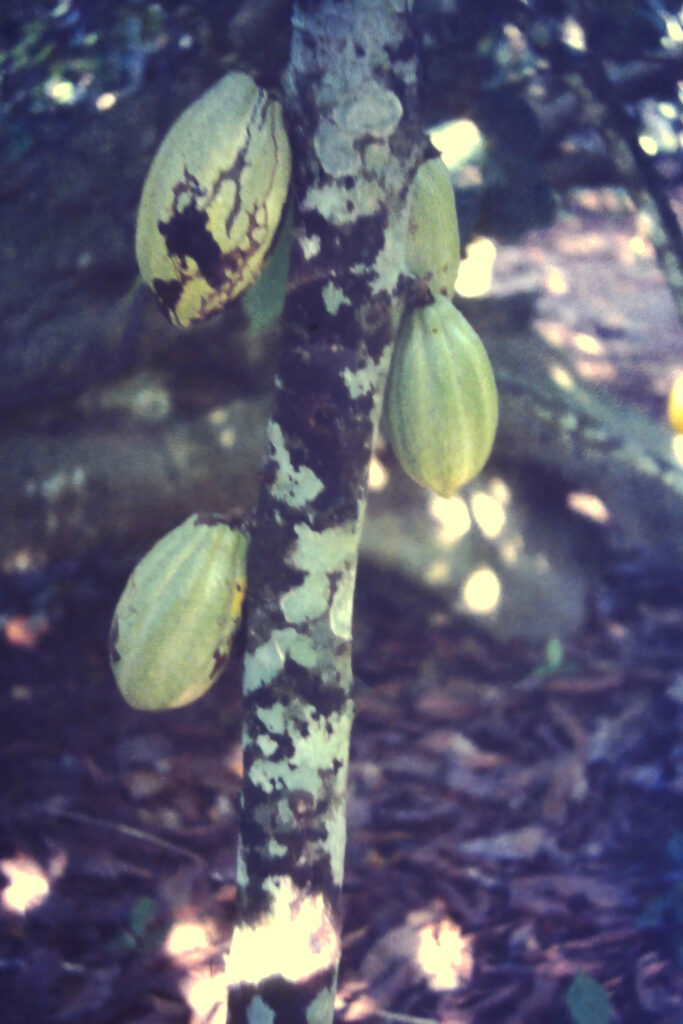 First Encounter with the Tropics: Côte d’Ivoire pict0259 nero ai image upscaler photo face compressed (1)
