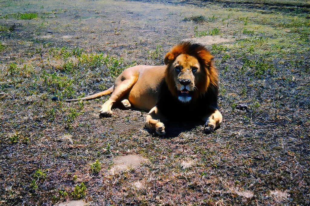 Kenya: safaris and termite research pict0264 nero ai photo restoration descratch colorize fb