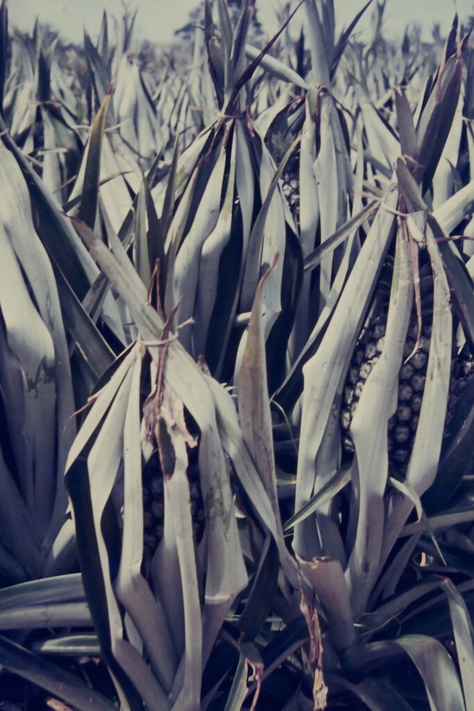 First Encounter with the Tropics: Côte d’Ivoire pict0266 nero ai image upscaler photo face