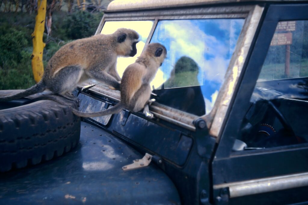 Kenya: safaris and termite research pict0289 nero ai image upscaler photo face