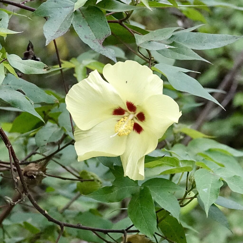 First Encounter with the Tropics: Côte d’Ivoire san cristóbal cotton flower (40786107533)