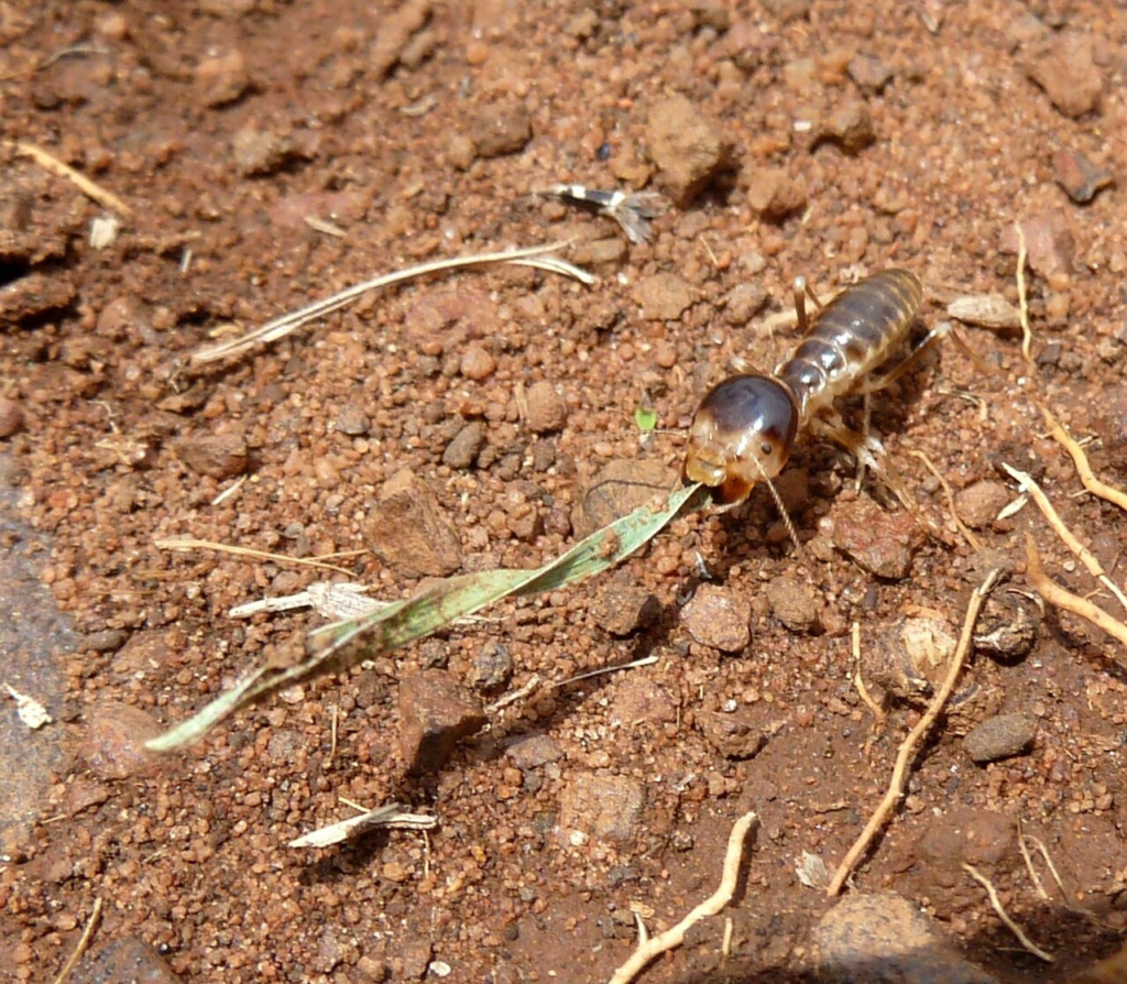 Kenya: safaris and termite research the termite