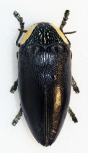 jewel beetle