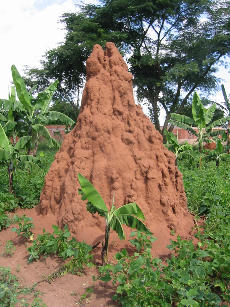 termite hill1