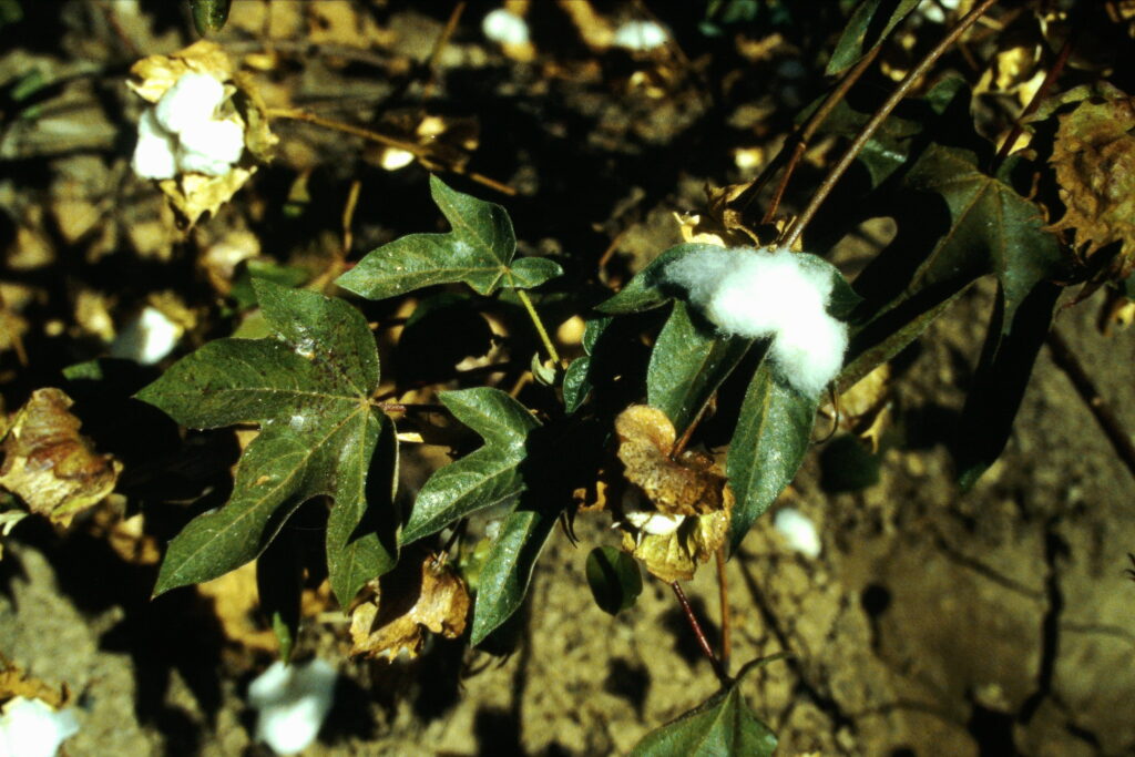 Sudan: how humans can destroy agriculture exif hdl id 1