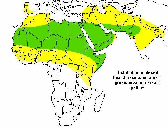 showler locust distribution africa