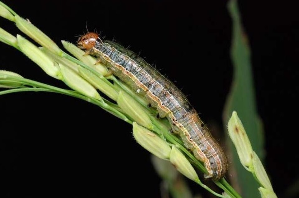 armyworm