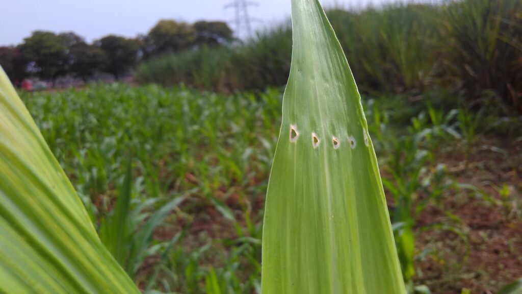 stem borer damage on maize
