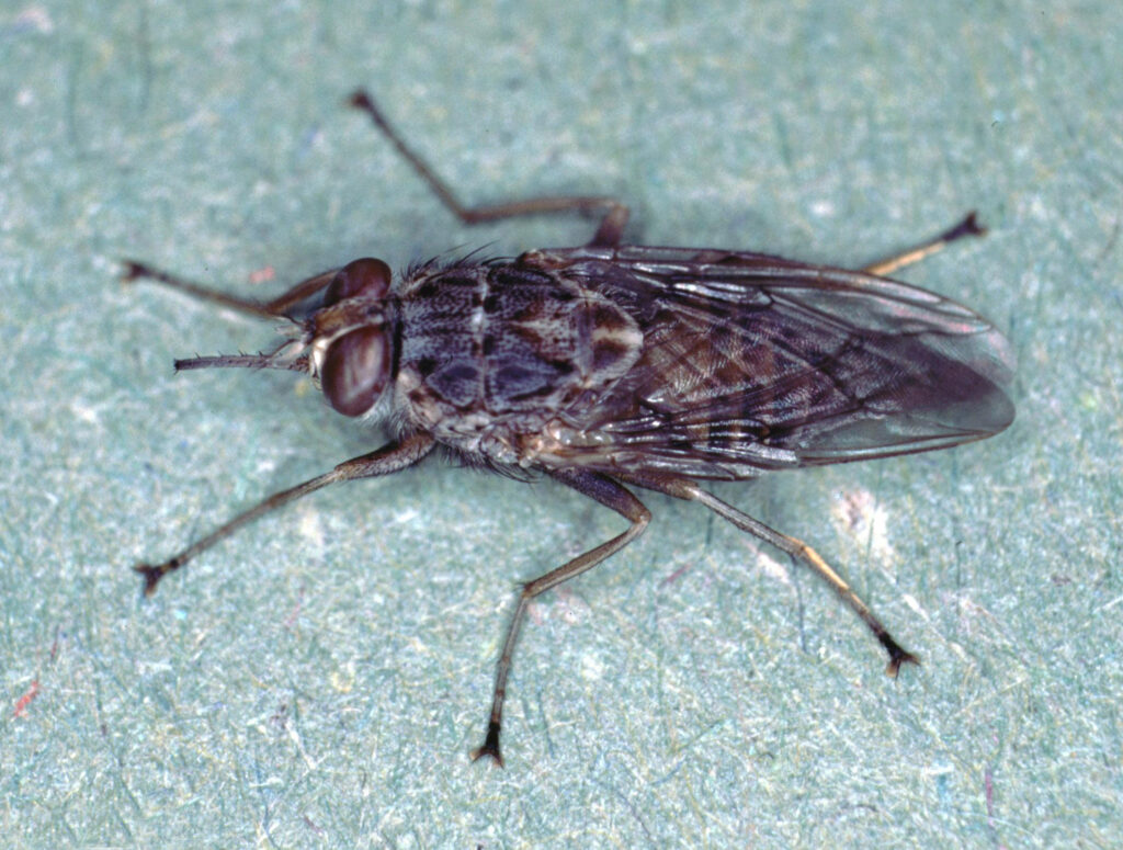 glossina morsitans