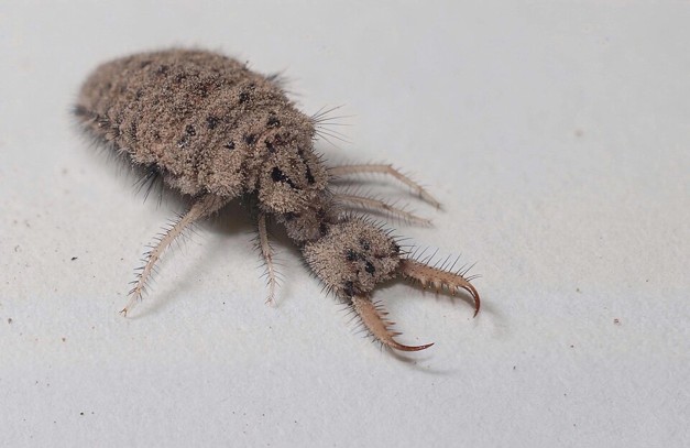 antlion larva