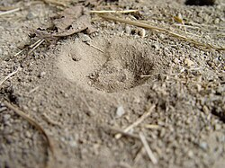 pit