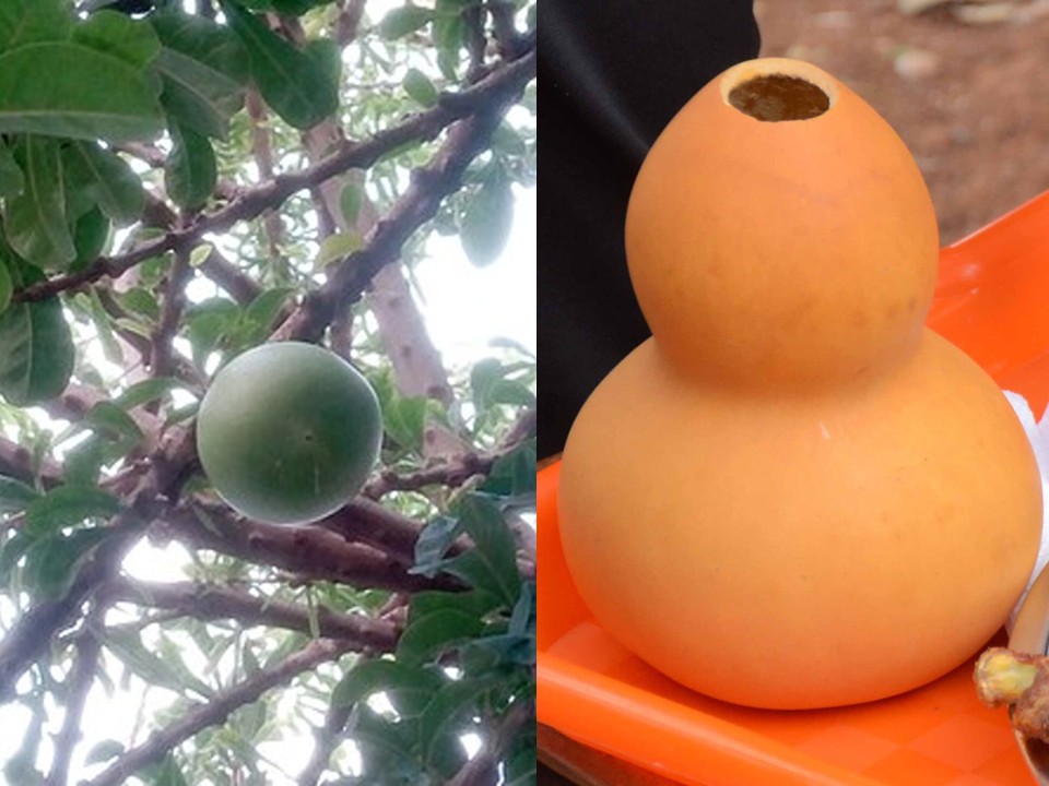 calabash
