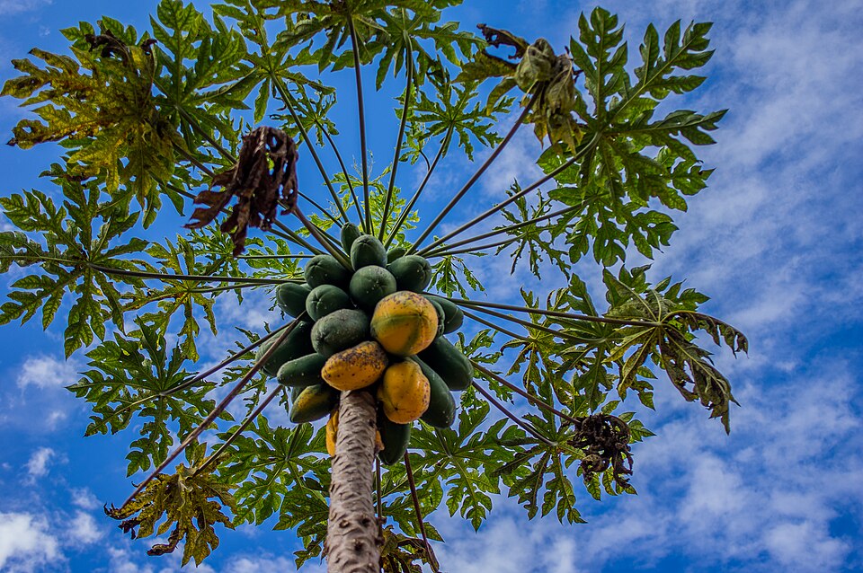 papaya tree and sky